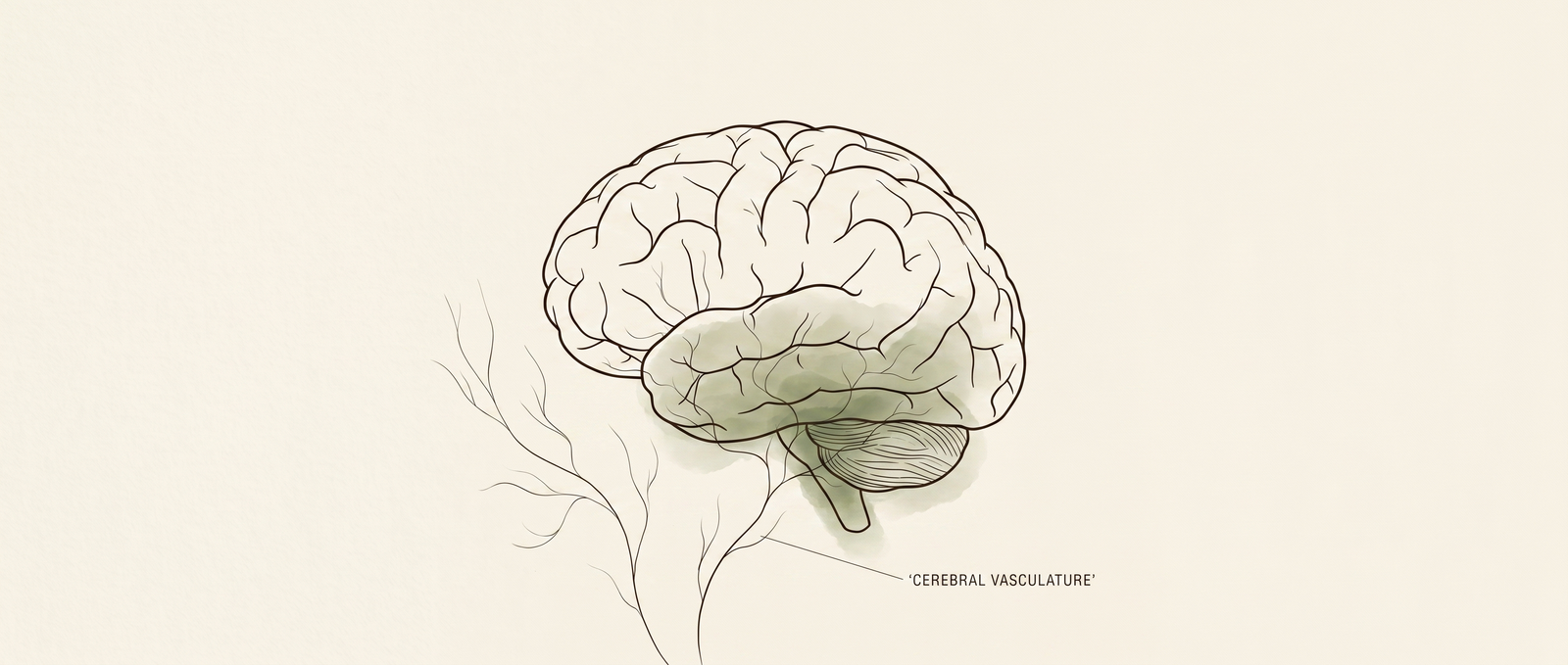 Illustration of cerebral vasculature — how cacao flavanols support blood flow to the brain