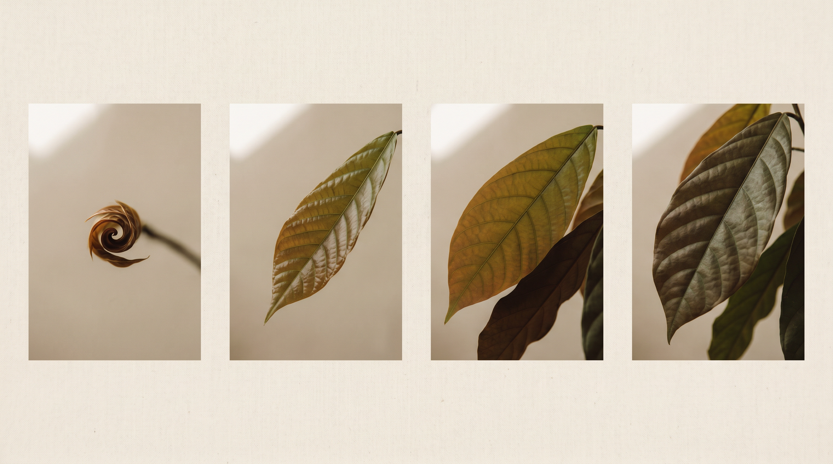Leaf time-lapse — clarity and renewal